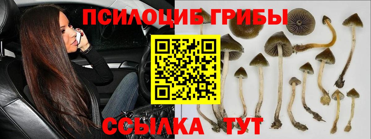 Галлюциногенные грибы Psilocybe  Вход с VPN  Кудрово 